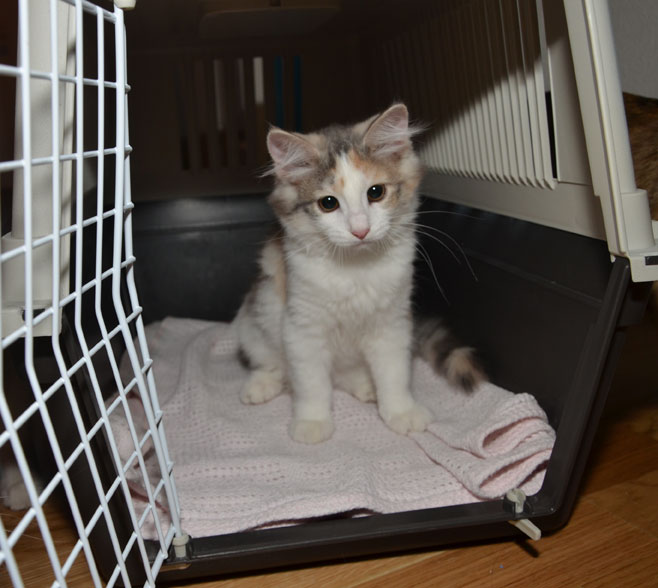 sibirisk kattunge Ninzi
