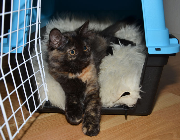 sibirisk kattunge Nonie