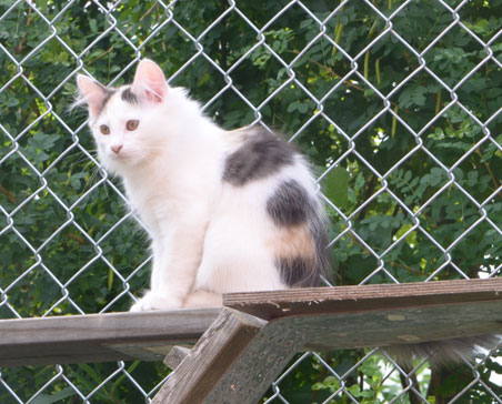 sibirisk kattunge