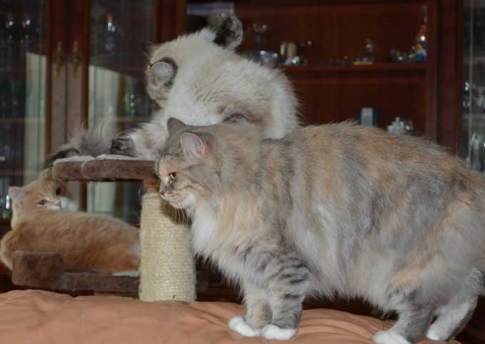 sibirisk katt Mantas