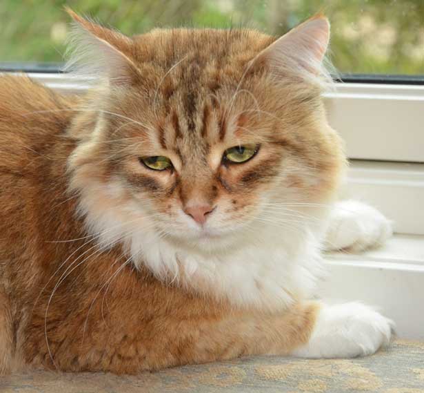 sibirisk katt Klimpen