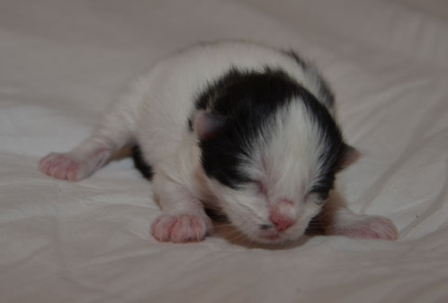 sibirisk kattunge Pictor