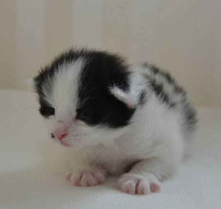 sibirisk kattunge Pictor