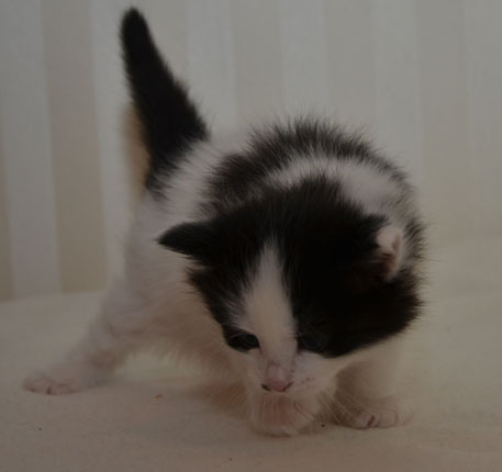 sibirisk kattunge