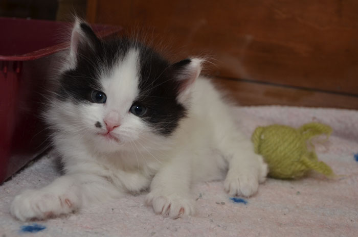 sibirisk kattunge Pictor