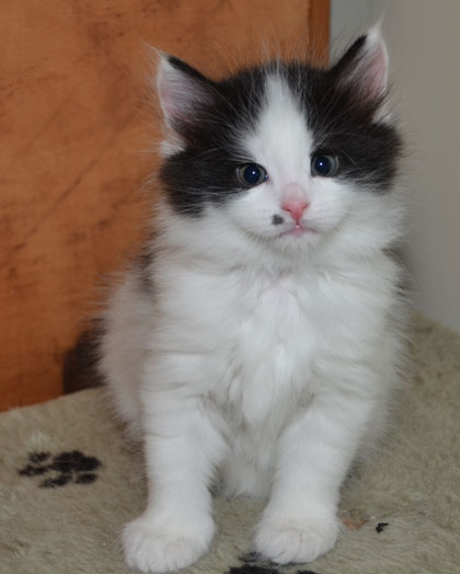 sibirisk kattunge Pictor