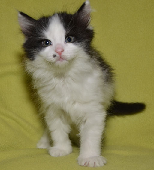 sibirisk kattungePictor