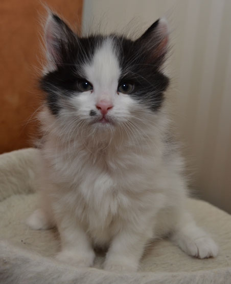 sibirisk kattunge Pictor