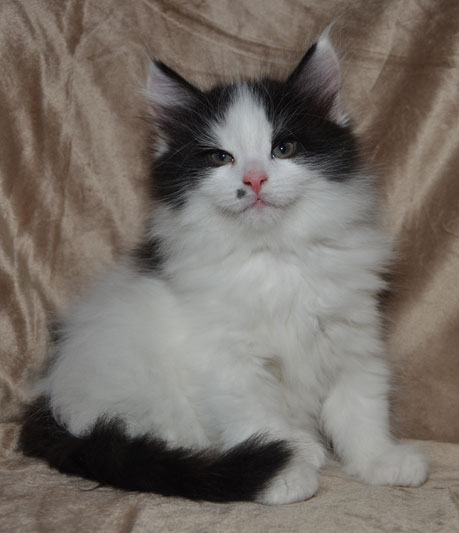 sibirisk kattunge Pictor