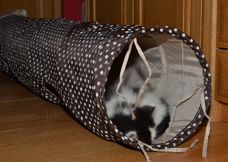 sibiriskkatt i tunnel