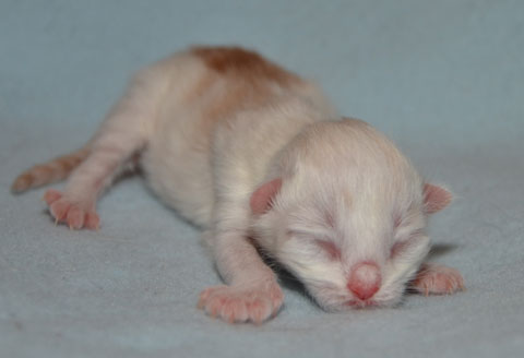 sibirisk katt Regulus