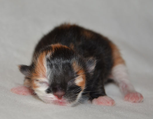 sibirisk katt S-kull
