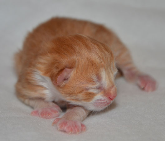 sibirisk katt S-kull