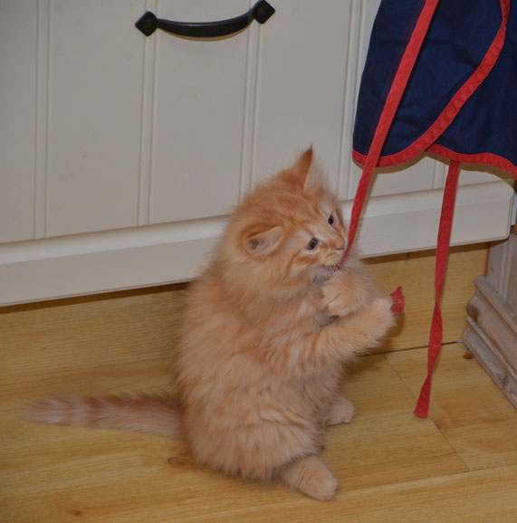sibirisk kattunge Prinz
