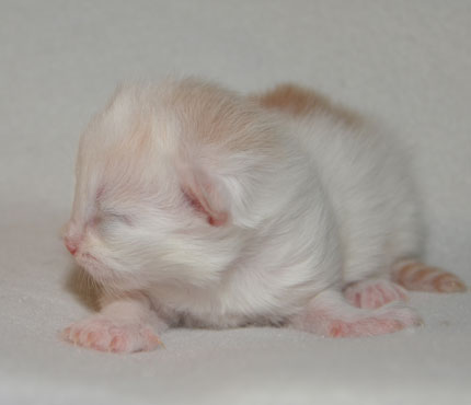 sibirisk kattunge Regulus