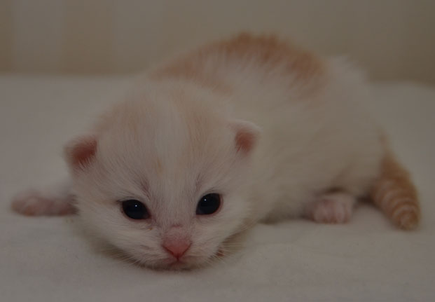 sibirisk kattunge Regulus