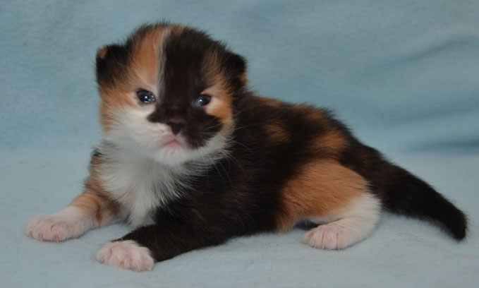 sibirisk kattunge Sidney