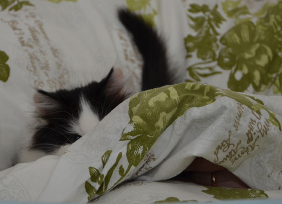 sibirisk kattunge Pictor