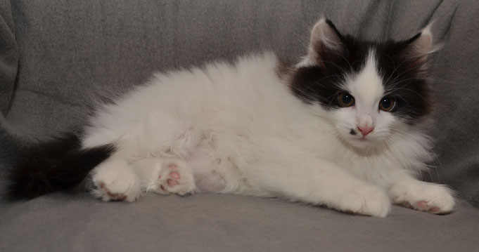 sibirisk kattunge Pictor