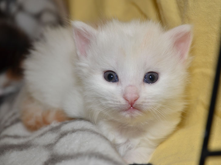 sibirisk kattunge