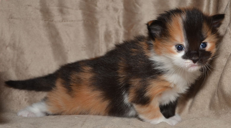 sibirisk kattunge Sidney