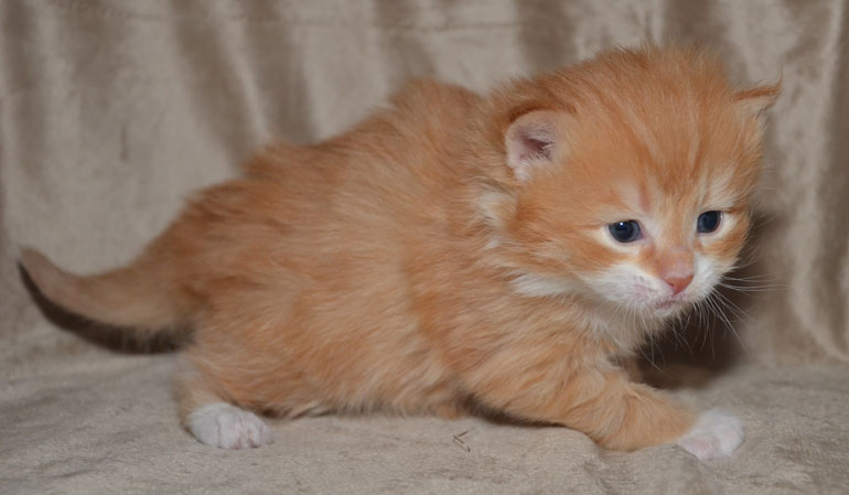 sibirisk kattunge Sirius