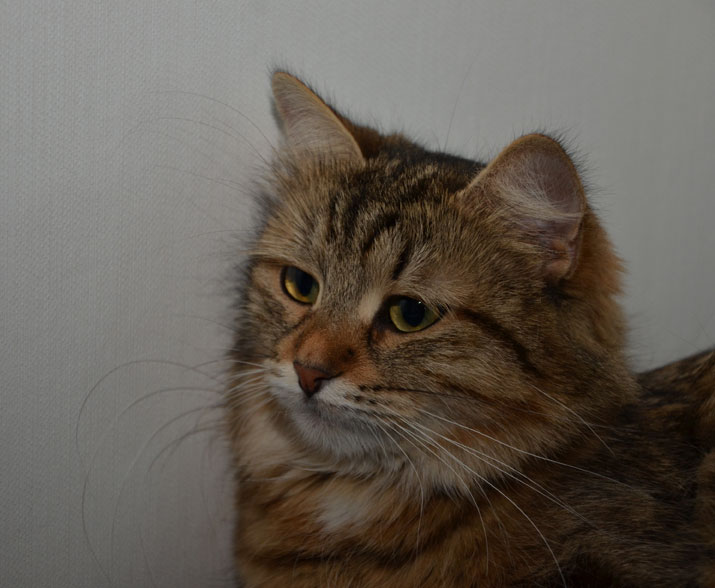 sibirisk katt Juliet