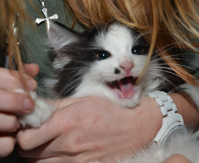 sibirisk kattunge Pictor