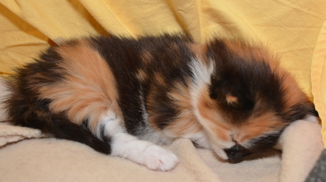 sibirisk kattunge Sidney