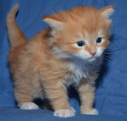 sibirisk kattunge Sirius