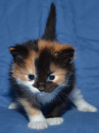 sibirisk kattunge Sidney