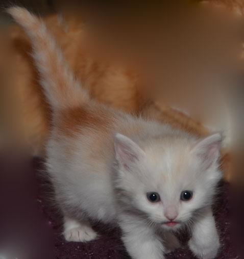 sibirisk kattunge Regulus