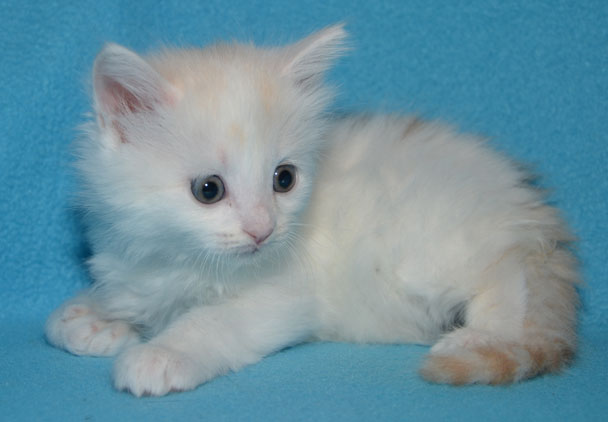 sibirisk katt Regulus