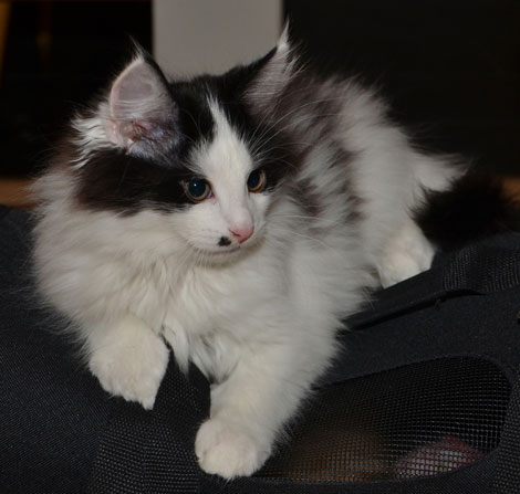 sibirisk kattunge Pictor