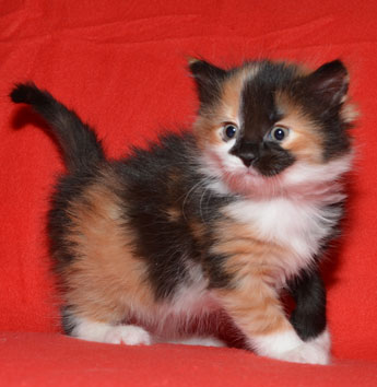 sibirisk kattunge Sidney