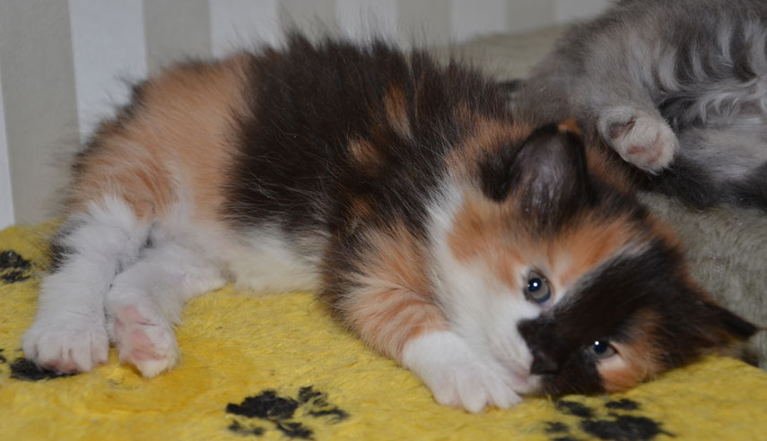 sibirisk kattunge Sidney