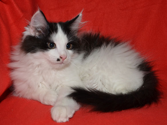 sibirisk kattunge Pictor