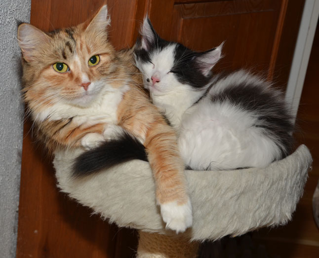 Sibiriska katter Dani o Pictor