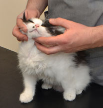 sibirisk kattunge Pictor