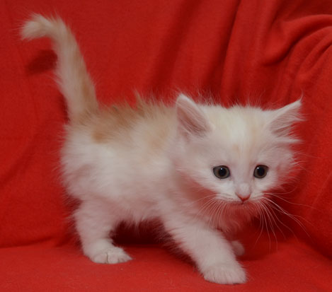 sibirisk kattunge Regulus