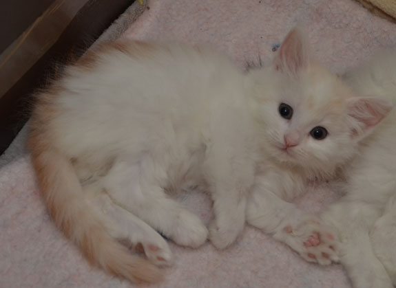 sibirisk kattunge Regulus