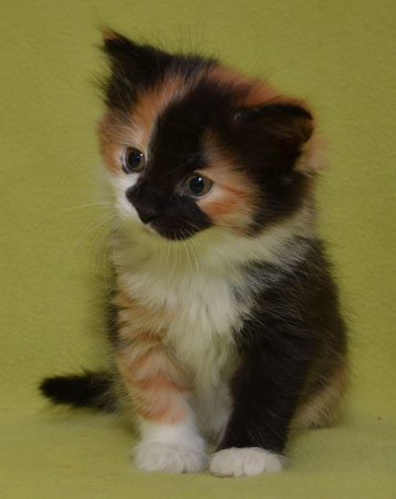 sibirisk kattunge Sidney