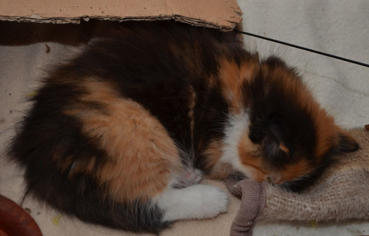 sibirisk kattunge Sidney