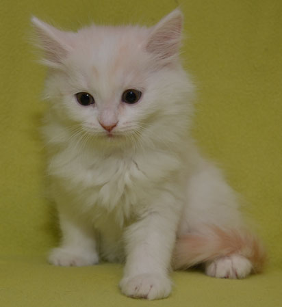 sibirisk kattunge Regulus