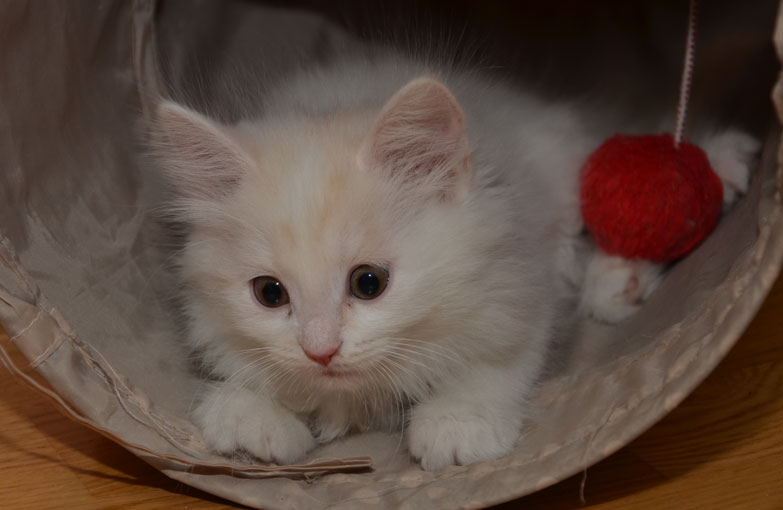 sibirisk kattunge Regulus
