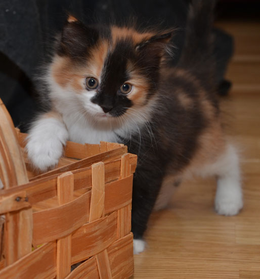sibirisk kattunge Sidney