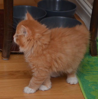 sibirisk kattunge Sirius
