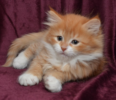 sibirisk katt Sirius