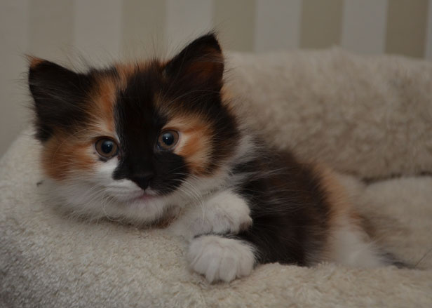 sibirisk kattunge Sidney
