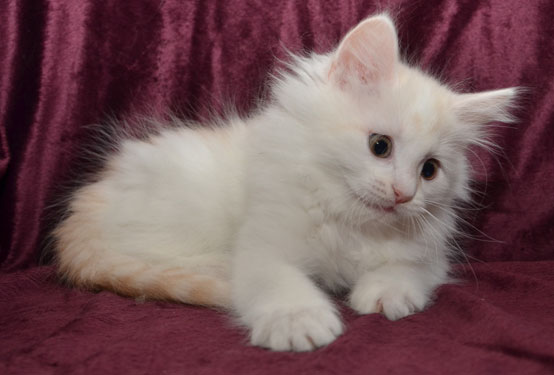 sibirisk kattunge Regulus